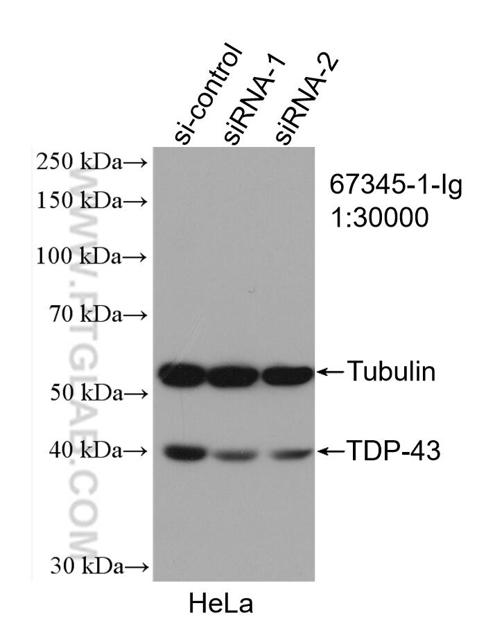 WB analysis of HeLa using 67345-1-Ig