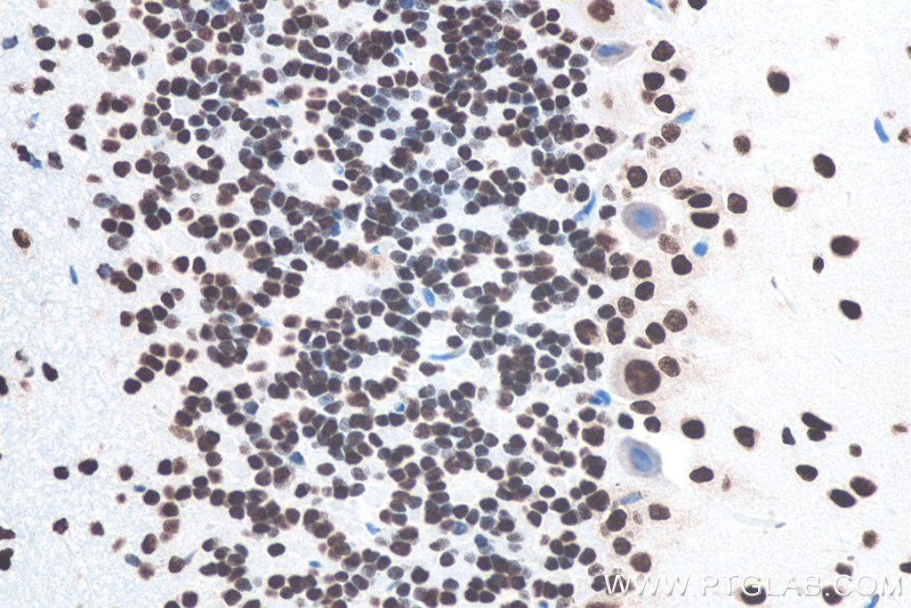 IHC staining of rat cerebellum using 80001-1-RR IHC staining of rat cerebellum using 80001-1-RR