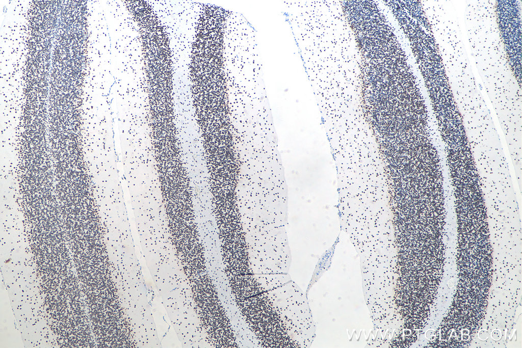 IHC staining of rat cerebellum using 80001-1-RR IHC staining of rat cerebellum using 80001-1-RR