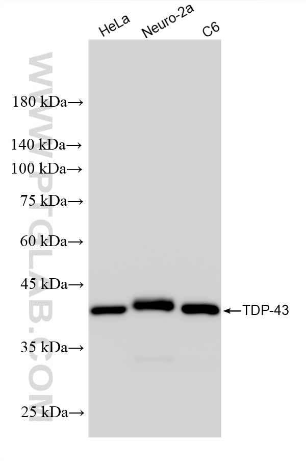 Various lysates were subjected to SDS PAGE followed by western blot with 80001-1-RR (TDP-43 (N-terminal) antibody) at dilution of 1:80000 incubated at room temperature for 1.5 hours. WB analysis using 80001-1-RR