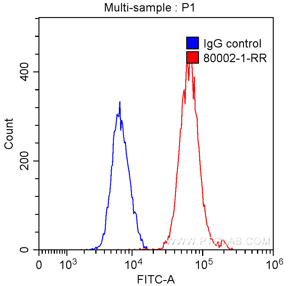 TDP-43 (N-terminal)