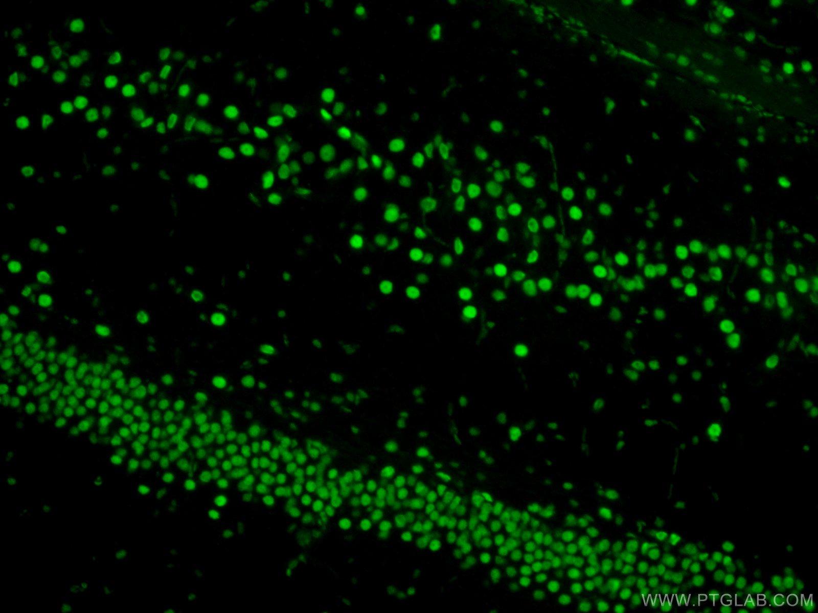 IF Staining of rat brain using 80002-1-RR (same clone as 80002-1-PBS)