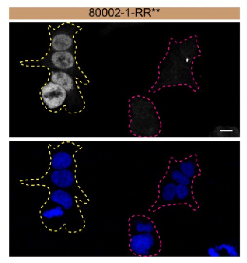 IF Staining of HAP1 using 80002-1-RR