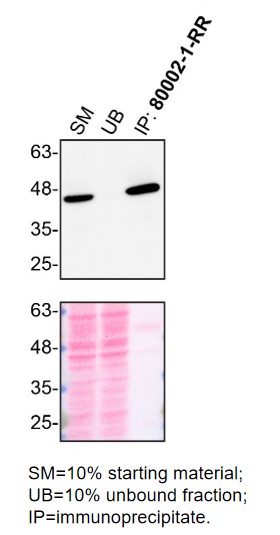 IP experiment of HAP1 using 80002-1-RR (same clone as 80002-1-PBS)