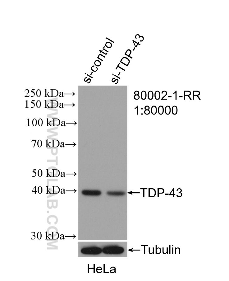 WB analysis of HeLa using 80002-1-RR