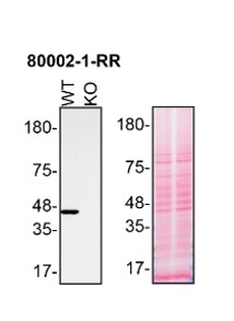 WB analysis of HAP1 using 80002-1-RR (same clone as 80002-1-PBS)