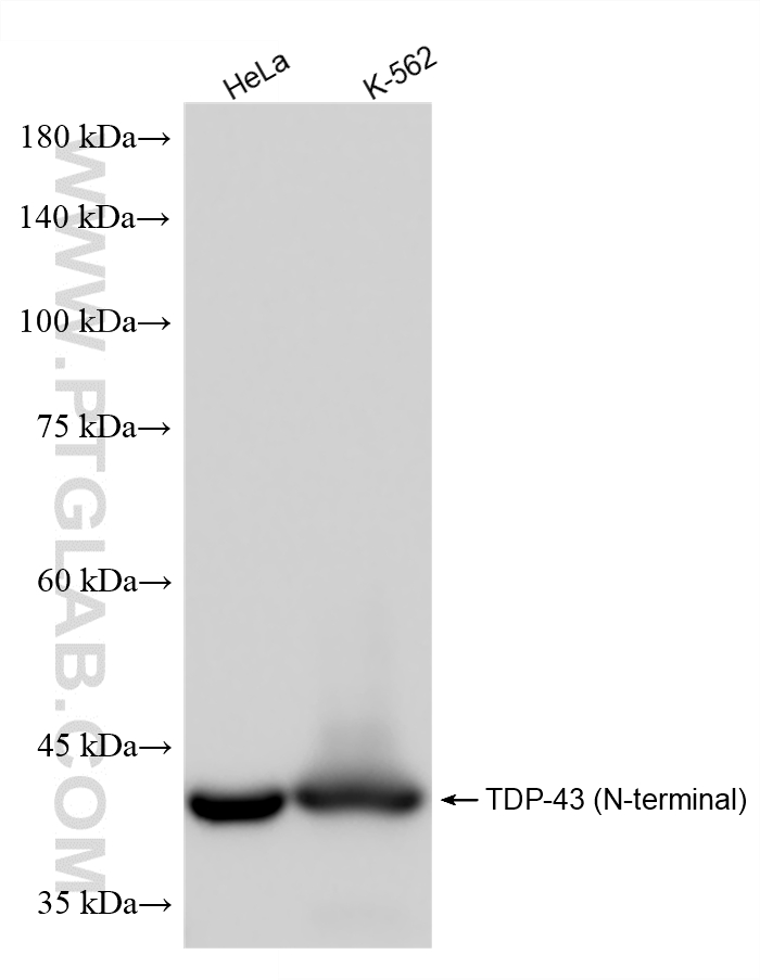 Various lysates were subjected to SDS PAGE followed by western blot with 80002-1-RR (TDP-43 (N-terminal) antibody) at dilution of 1:100000 incubated at room temperature for 1.5 hours. WB analysis using 80002-1-RR