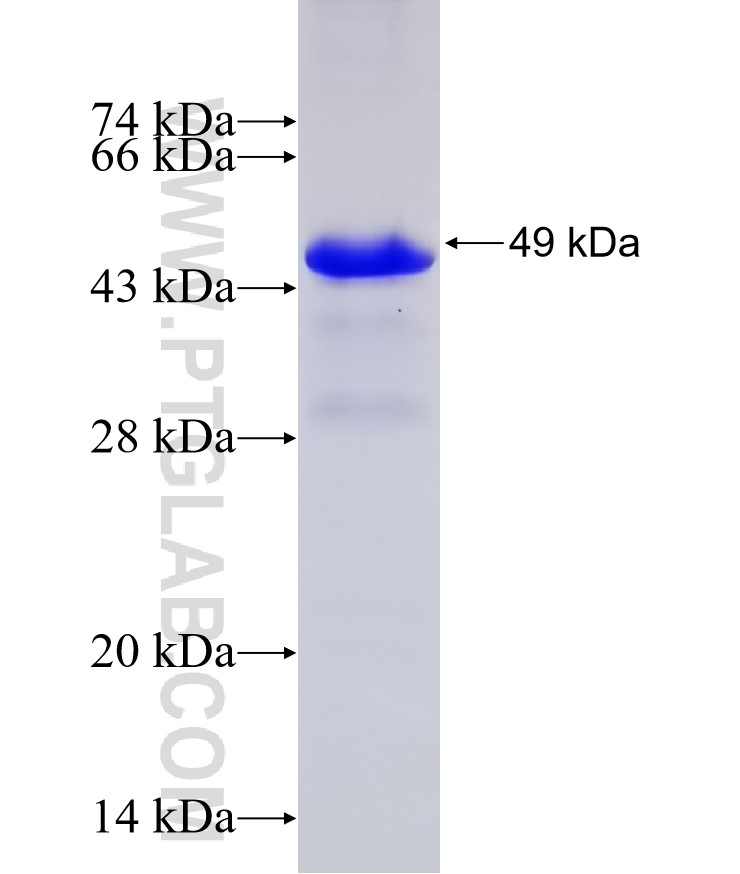 TDP-43 fusion protein Ag13119 SDS-PAGE