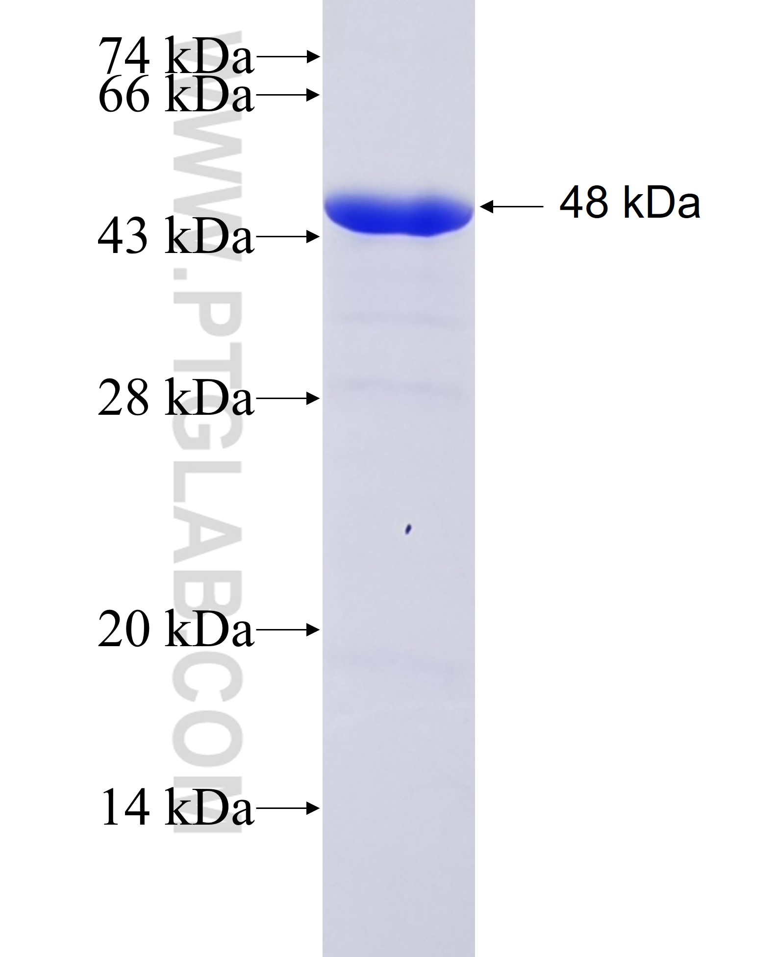 TDP-43 fusion protein Ag13119 SDS-PAGE