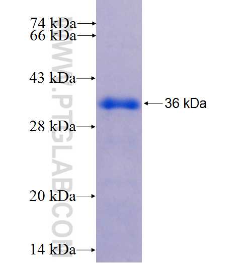 TDP-43 fusion protein Ag1833 SDS-PAGE