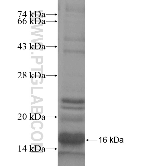 TDP-43 fusion protein Ag20236 SDS-PAGE