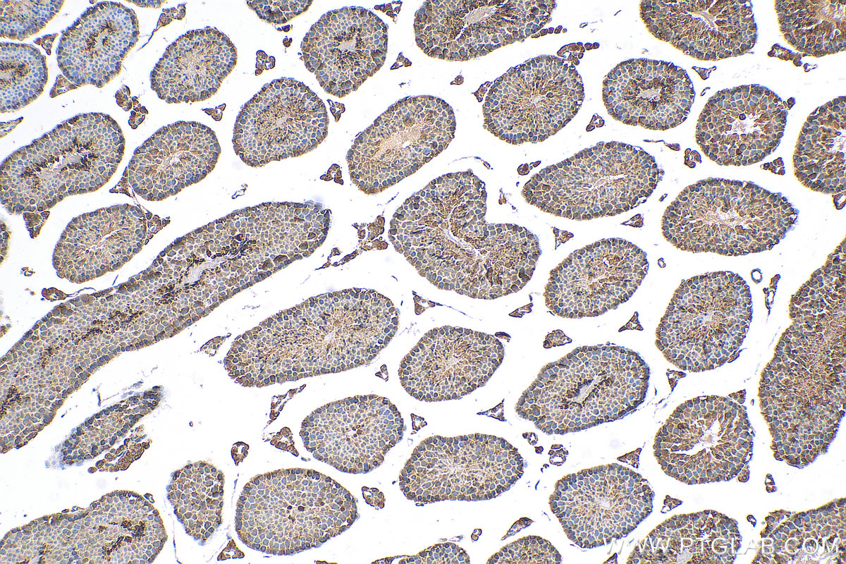 IHC staining of mouse testis using 25239-1-AP