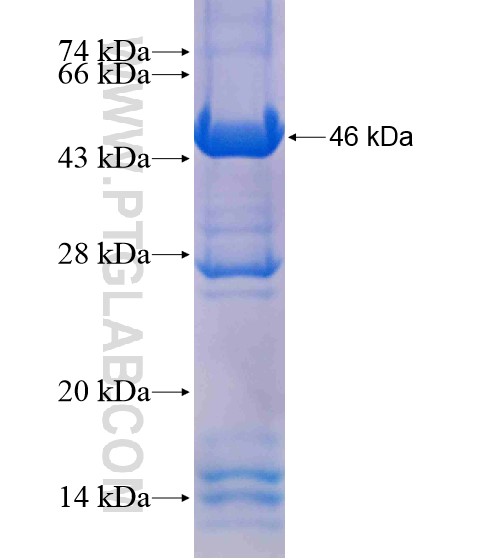 TDRD5 fusion protein Ag18896 SDS-PAGE