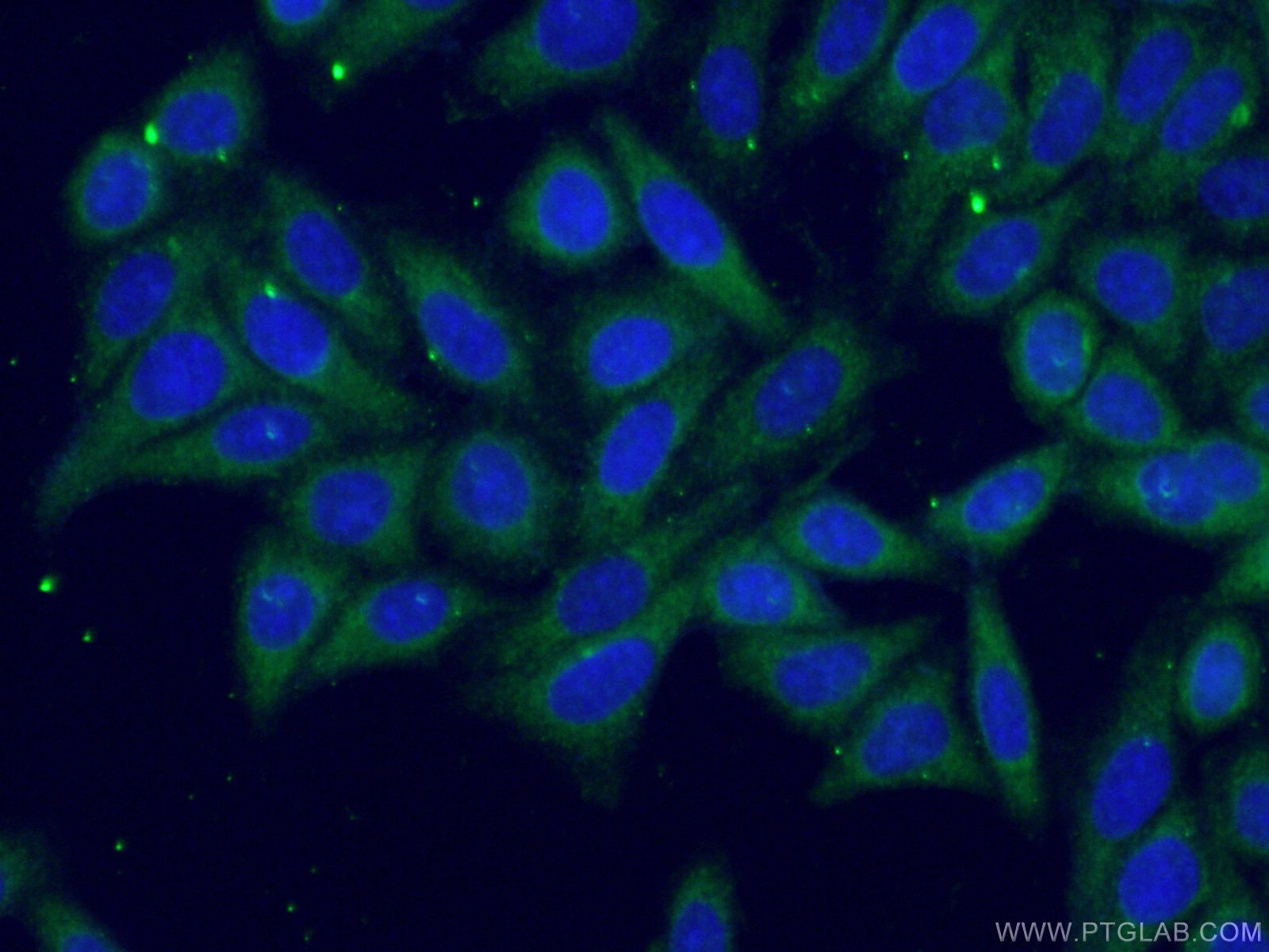IF Staining of HepG2 using 66845-1-Ig (same clone as 66845-1-PBS)