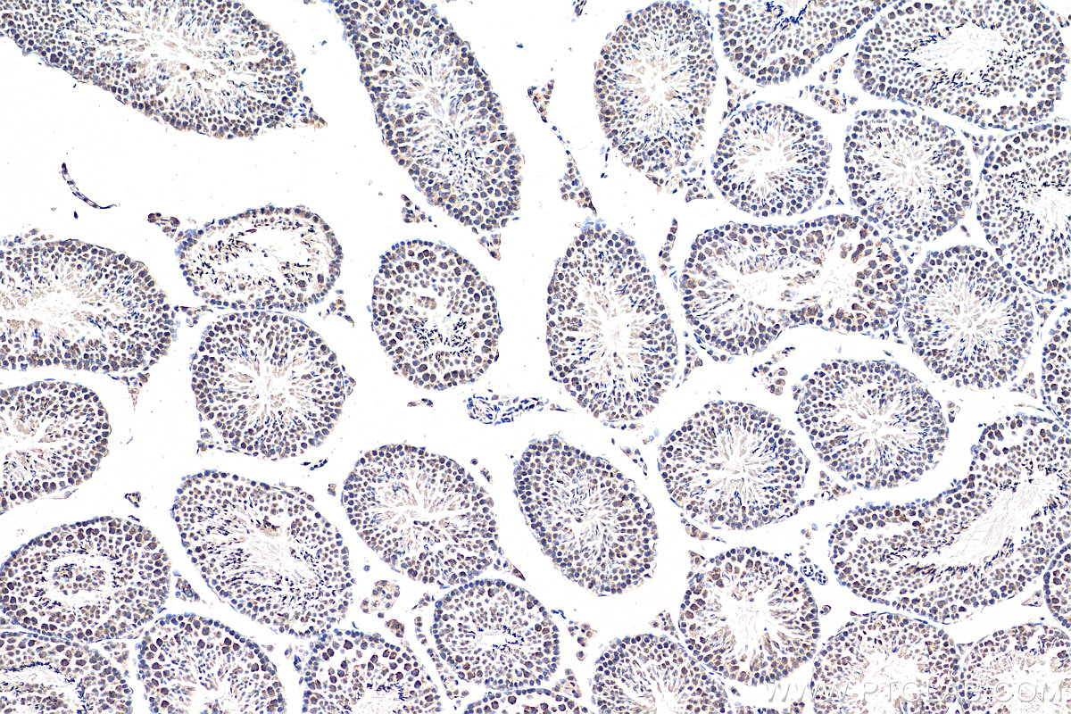 IHC staining of mouse testis using 66845-1-Ig (same clone as 66845-1-PBS)