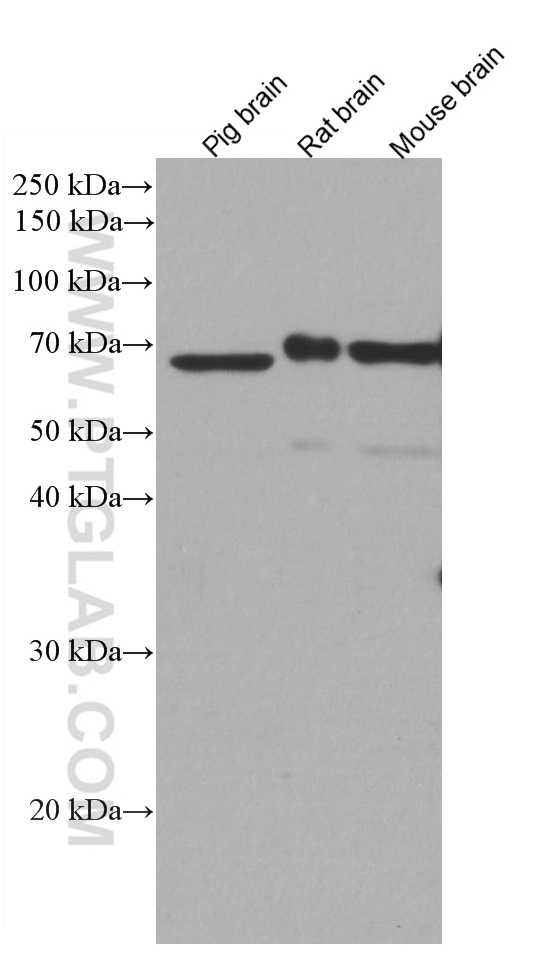 WB analysis using 66845-1-Ig