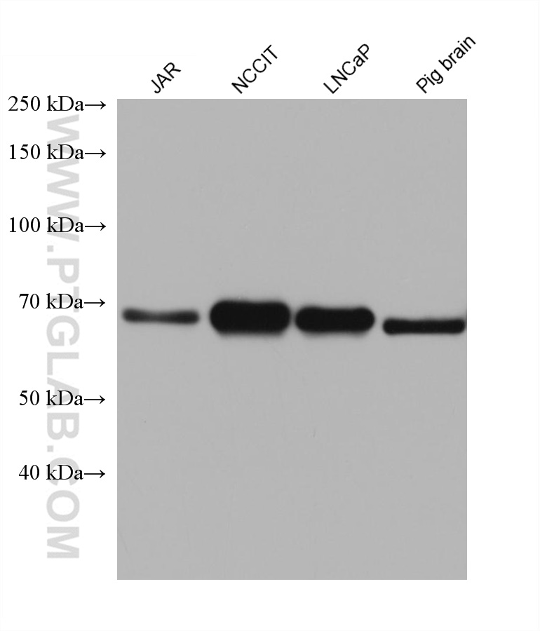 WB analysis using 66845-1-Ig