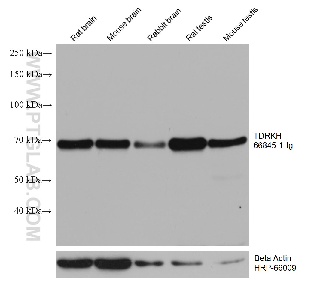 WB analysis using 66845-1-Ig