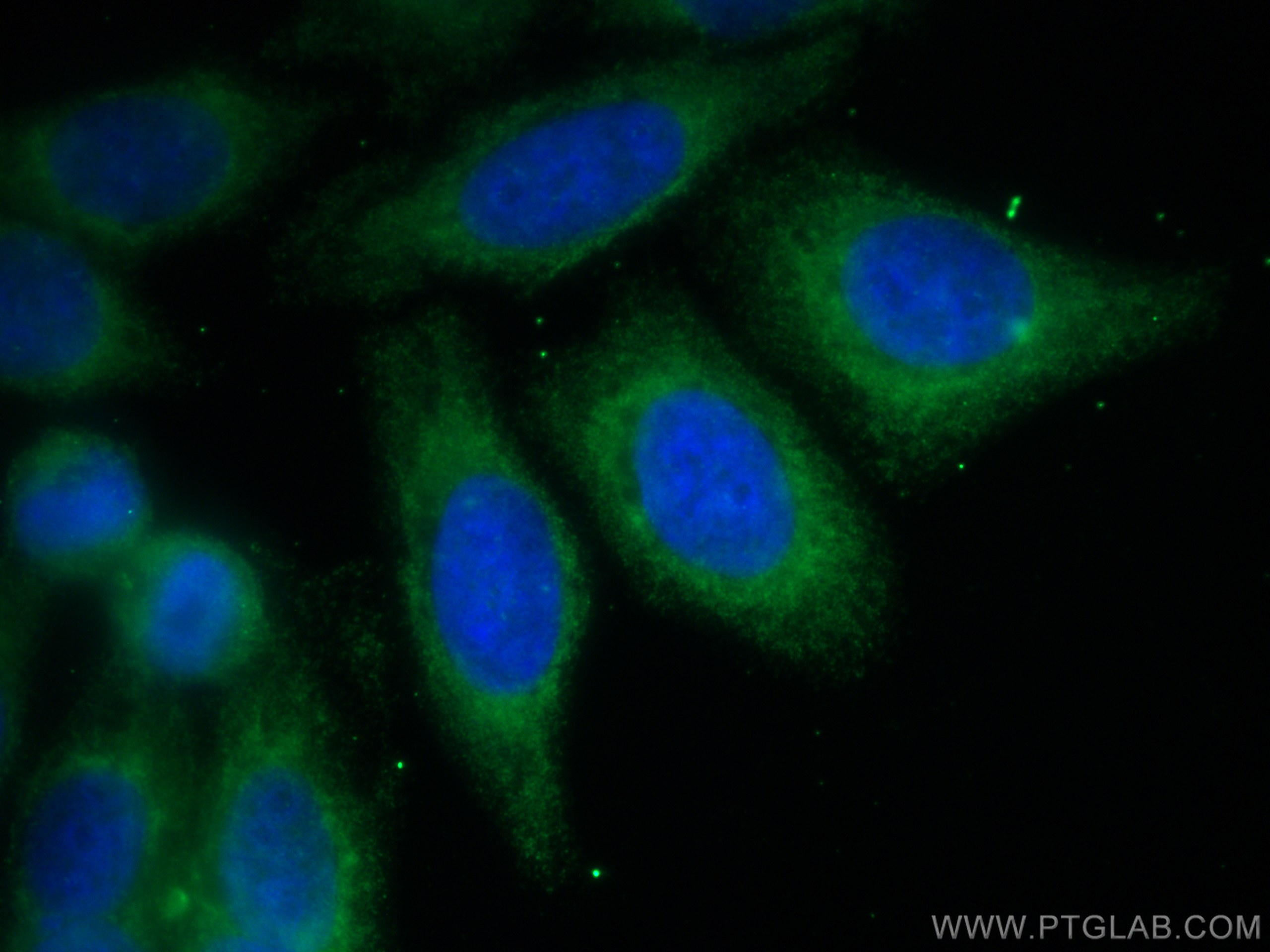 IF Staining of HepG2 using CL488-66845