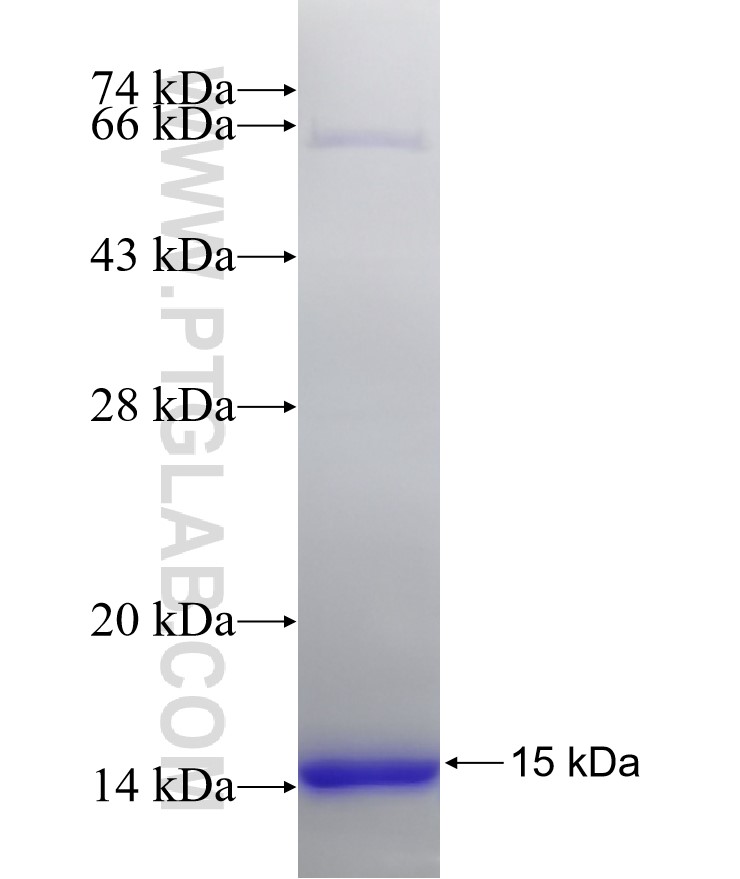 TEAD1 fusion protein Ag32187 SDS-PAGE TEAD1 fusion protein Ag32187 SDS-PAGE