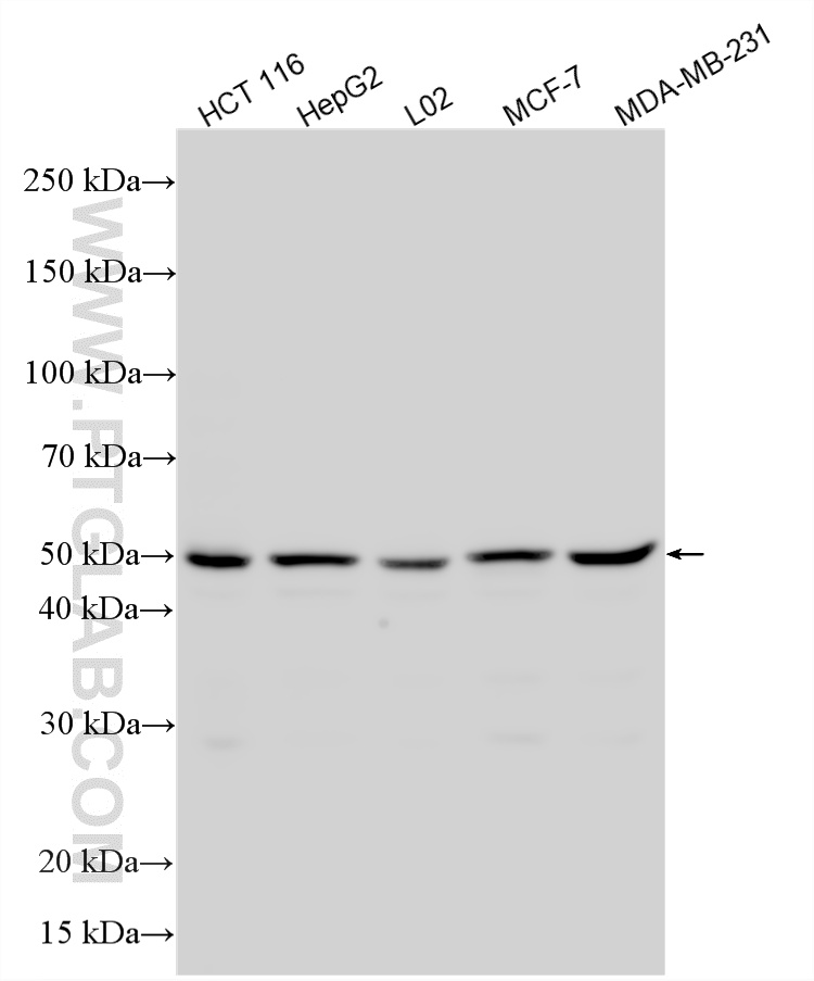 Various lysates were subjected to SDS PAGE followed by western blot with 13120-1-AP (TEAD3 antibody) at dilution of 1:1000 incubated at room temperature for 1.5 hours. WB analysis using 13120-1-AP