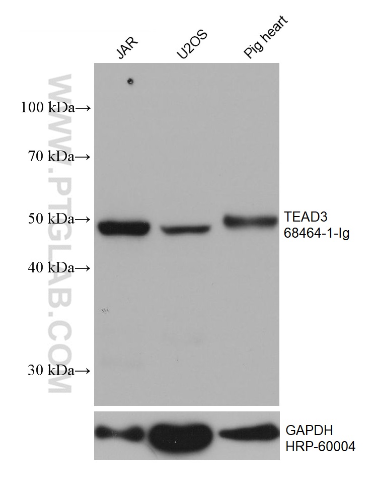 WB analysis using 68464-1-Ig