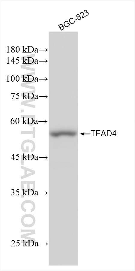 WB analysis of BGC-823 using 84932-4-RR