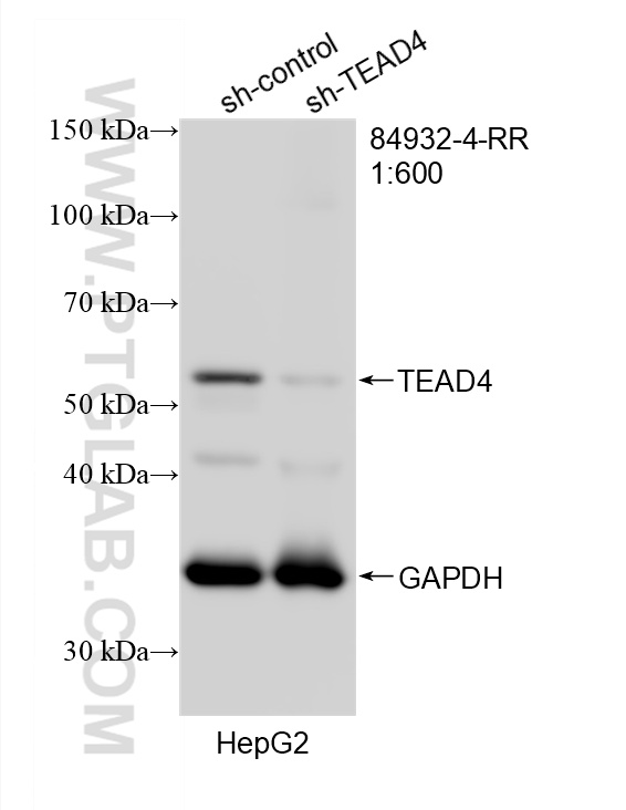 WB analysis of HepG2 using 84932-4-RR (same clone as 84932-4-PBS)