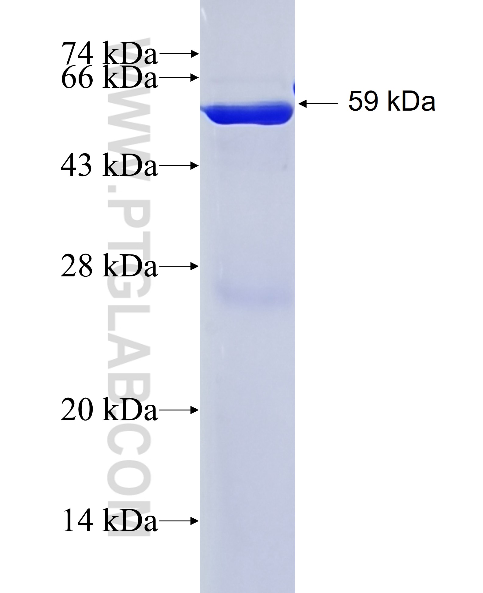 TEAD4 fusion protein Ag3059 SDS-PAGE