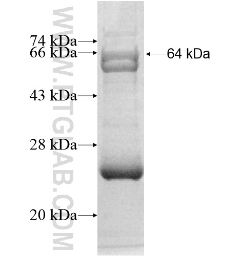 TEC fusion protein Ag12804 SDS-PAGE