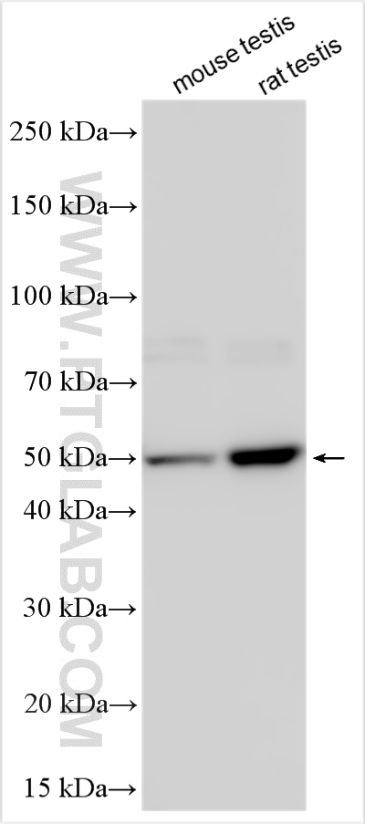 WB analysis using 13518-1-AP (same clone as 13518-1-PBS)