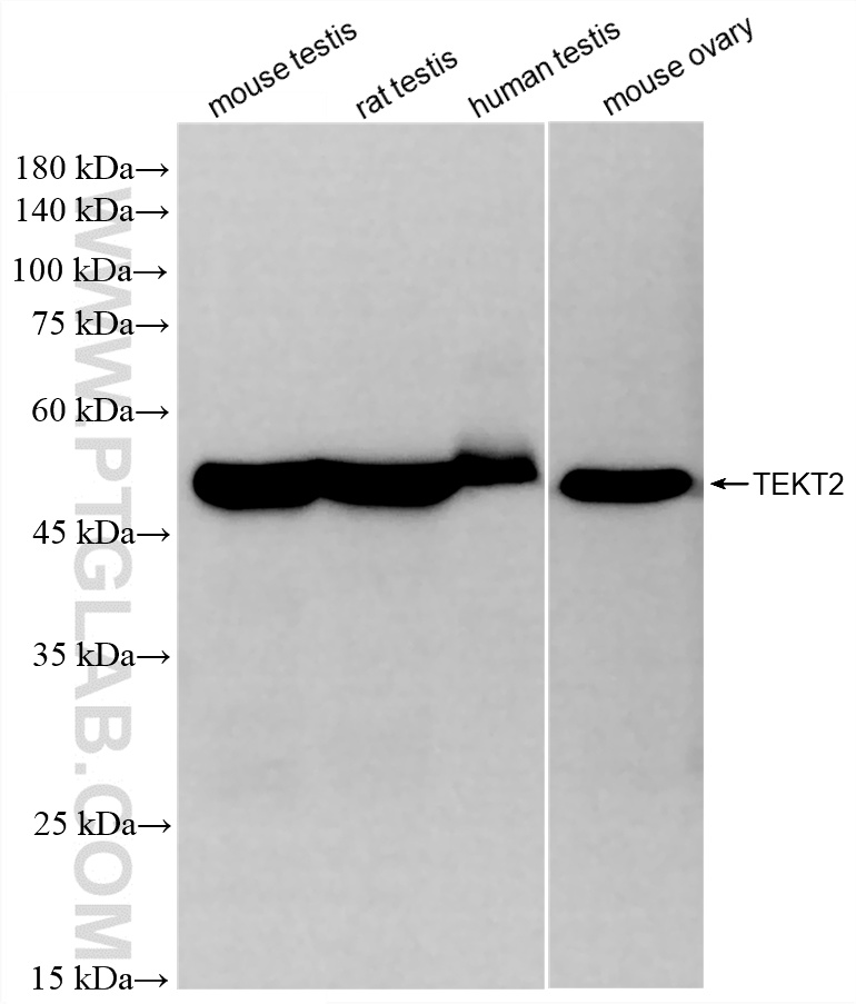 Various lysates were subjected to SDS PAGE followed by western blot with 87634-1-RR (TEKT2 antibody) at dilution of 1:10000 incubated at room temperature for 1.5 hours. WB analysis using 87634-1-RR