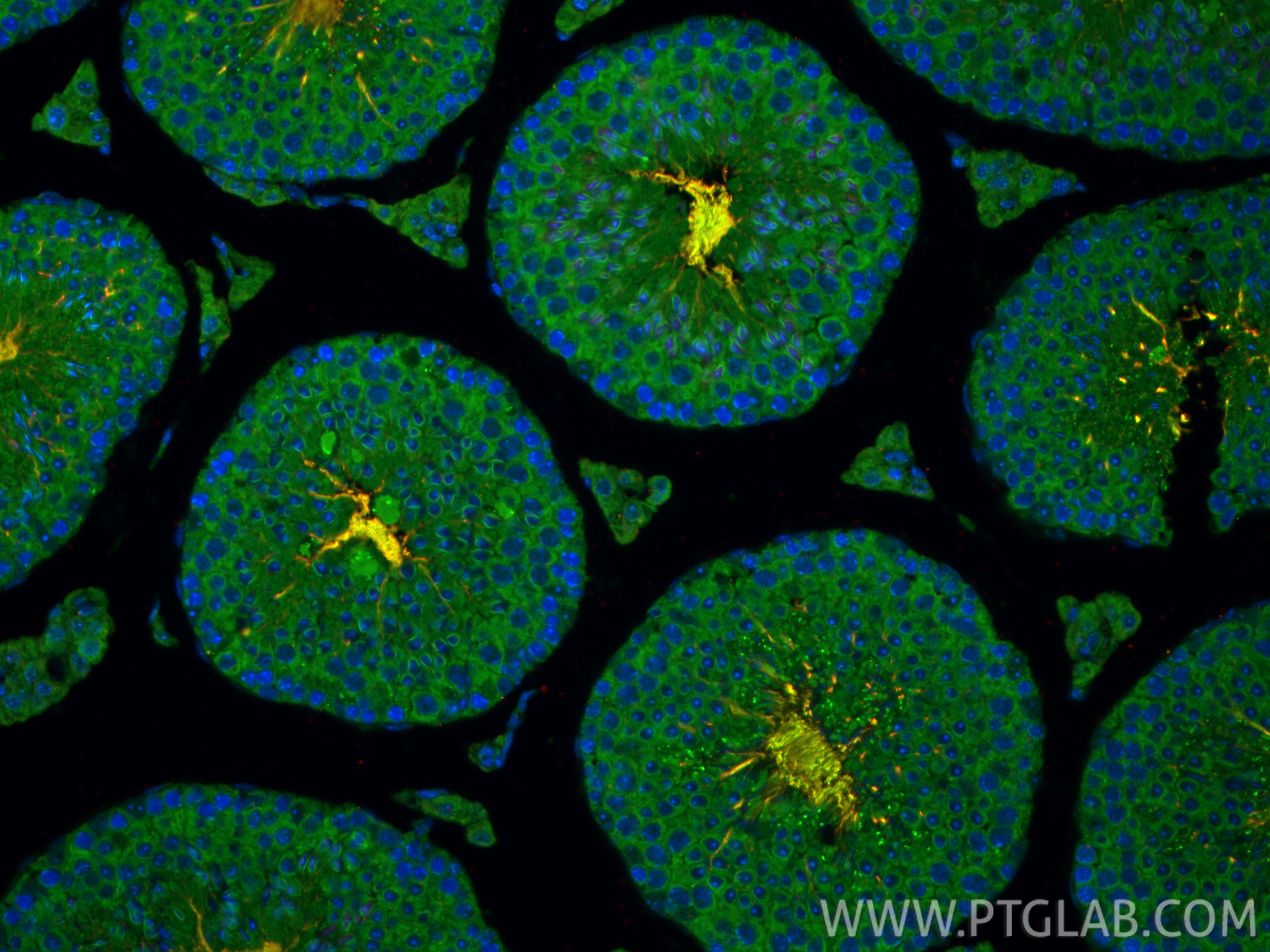 IF Staining of mouse testis using 12959-1-AP IF Staining of mouse testis using 12959-1-AP
