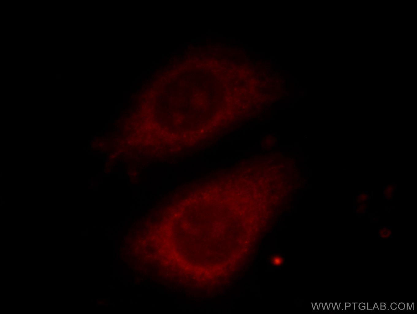 IF Staining of HepG2 using 66077-1-Ig (same clone as 66077-1-PBS)