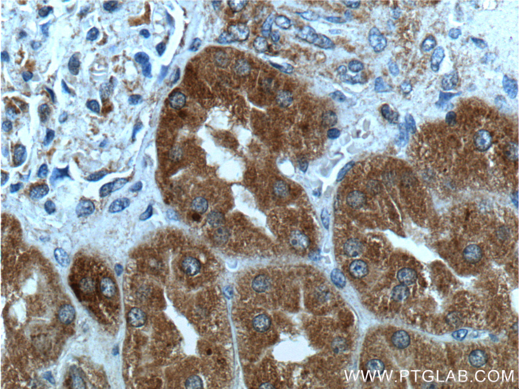 IHC staining of human kidney using 66077-1-Ig (same clone as 66077-1-PBS)