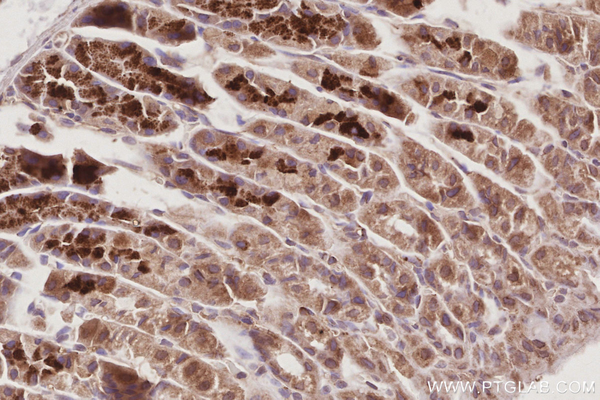 IHC staining of mouse stomach using 66077-1-Ig IHC staining of mouse stomach using 66077-1-Ig