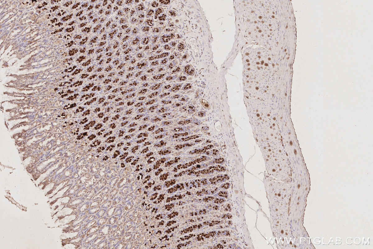 IHC staining of rat stomach using 66077-1-Ig IHC staining of rat stomach using 66077-1-Ig