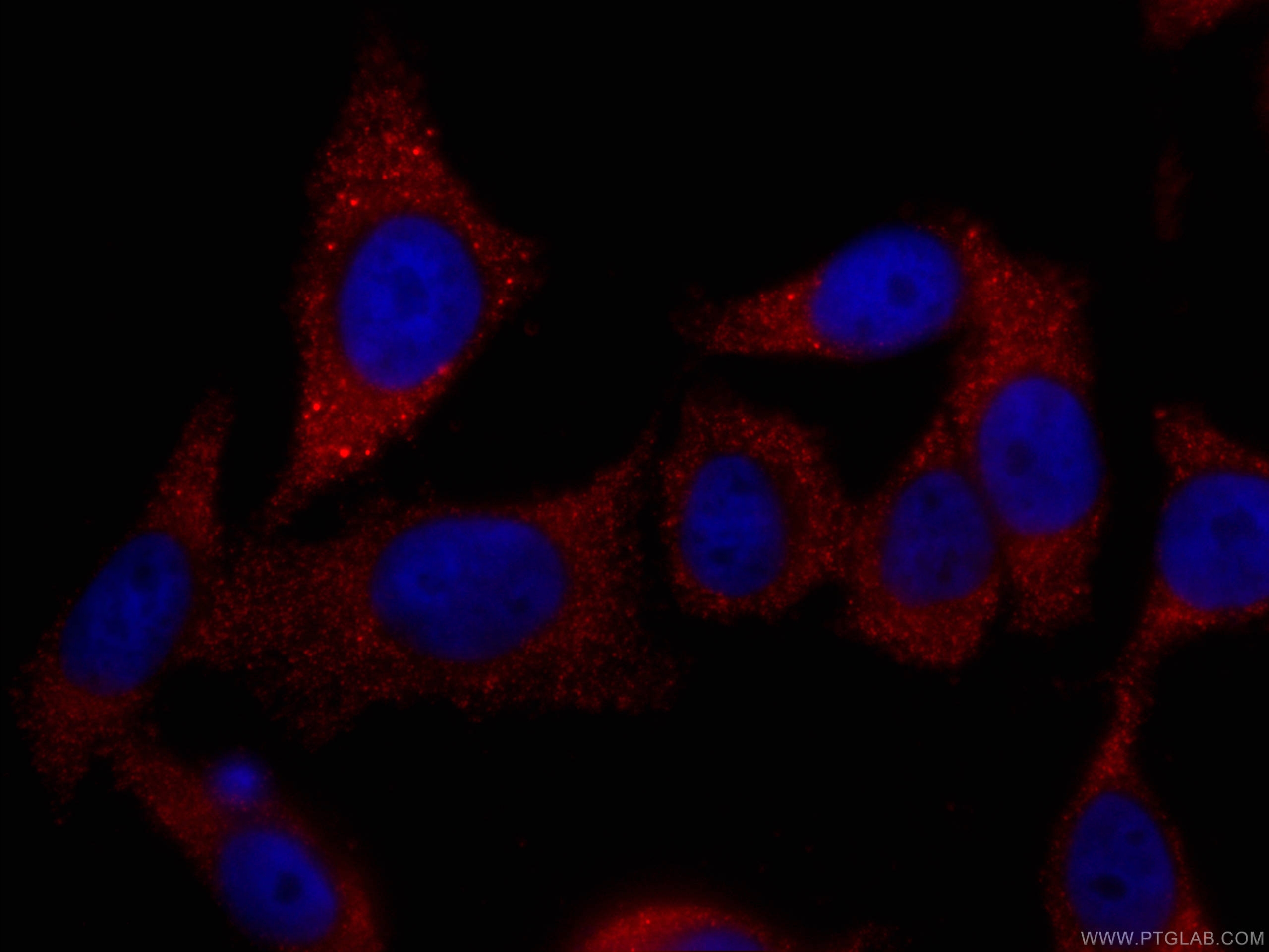 IF Staining of HepG2 using CL594-66077