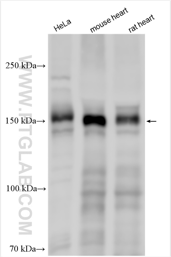 WB analysis using 28153-1-AP