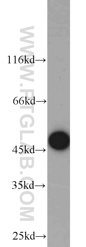 WB analysis of HEK-293 using 10258-1-AP