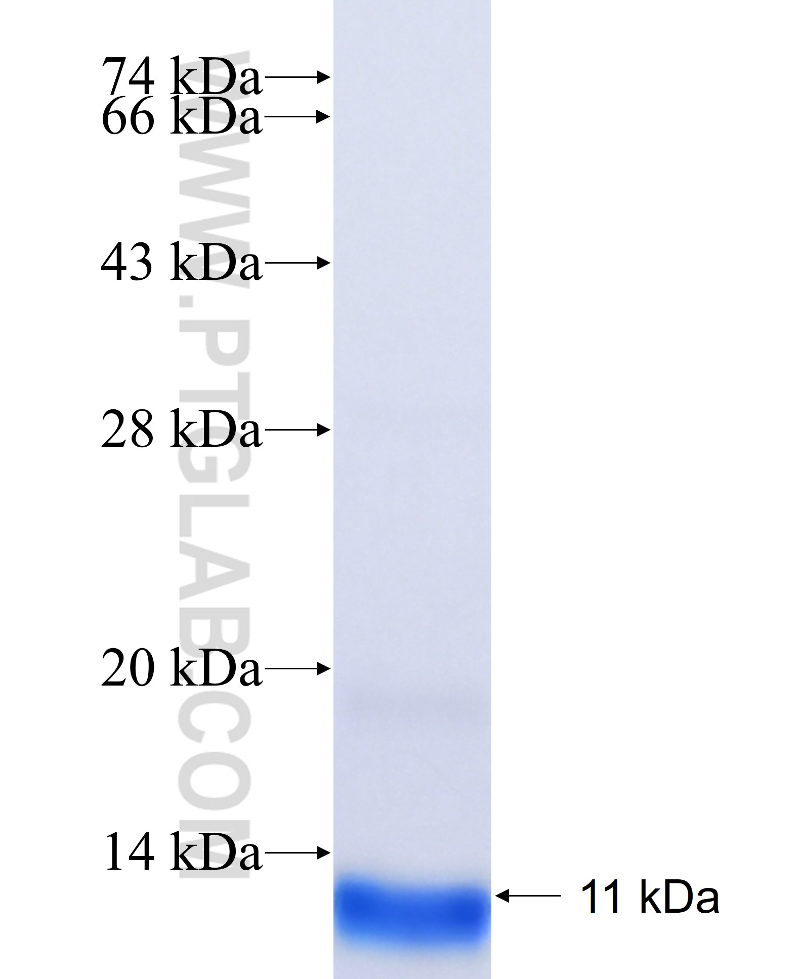TET3 fusion protein Ag34554 SDS-PAGE