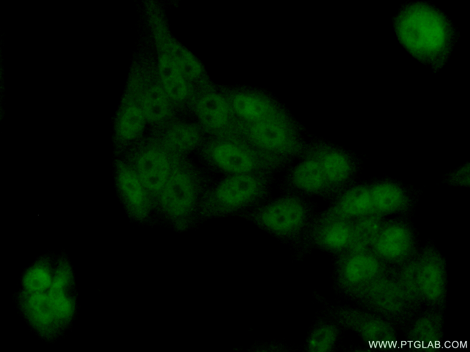 IF Staining of HeLa using 17372-1-AP