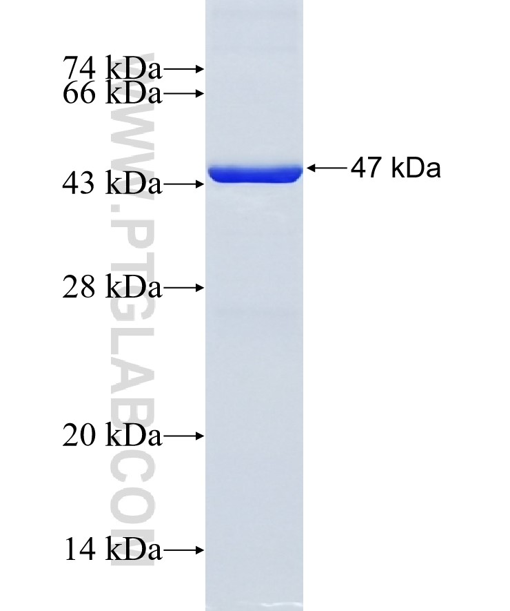 TEX10 fusion protein Ag11014 SDS-PAGE