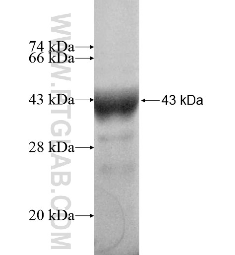 TEX11 fusion protein Ag11012 SDS-PAGE