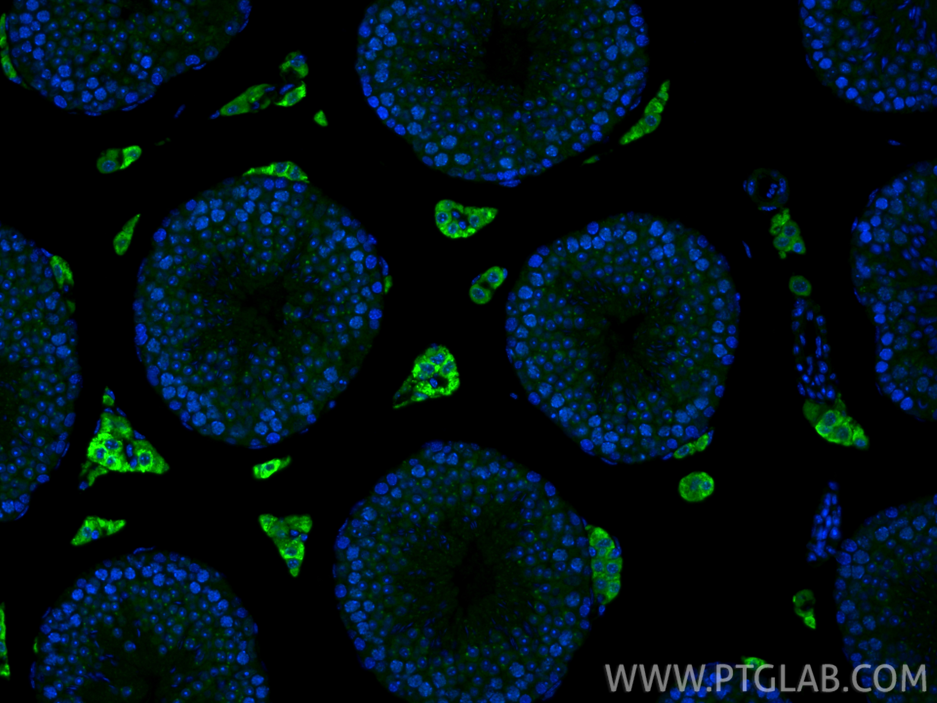 IF Staining of mouse testis using 17068-1-AP