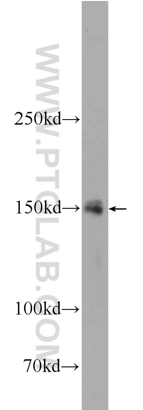 WB analysis of rat testis using 24585-1-AP