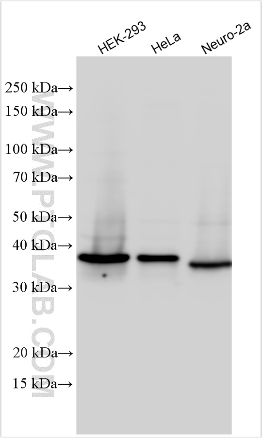 WB analysis using 25858-1-AP
