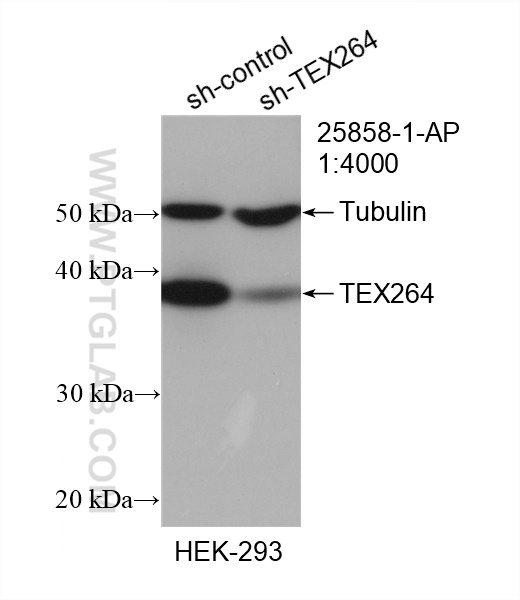 WB analysis of HEK-293 using 25858-1-AP