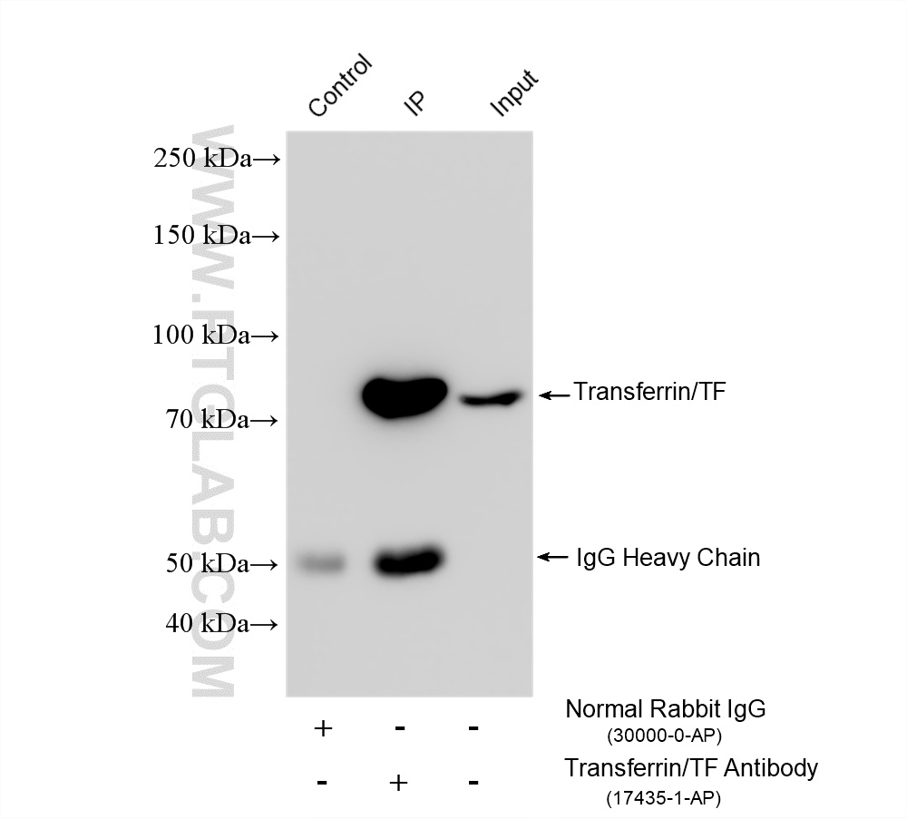 IP experiment of HepG2 using 17435-1-AP