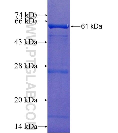 TF fusion protein Ag11504 SDS-PAGE